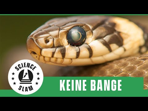 Keine Bange vor der Schlange (Sebastian Lotzkat – Science Slam)