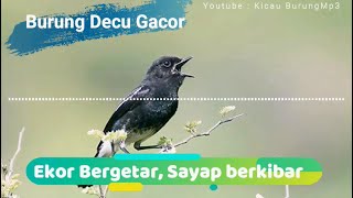 Download lagu Suara Burung Decu Gacor - Kacer Mini | Kicau Burung Mp3 mp3