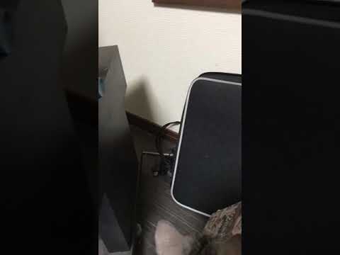 園芸 オウゴンイソギンチャク、オオダンソウ、ゴキブリ