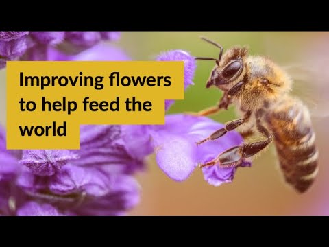 Improving flowers to help feed the world