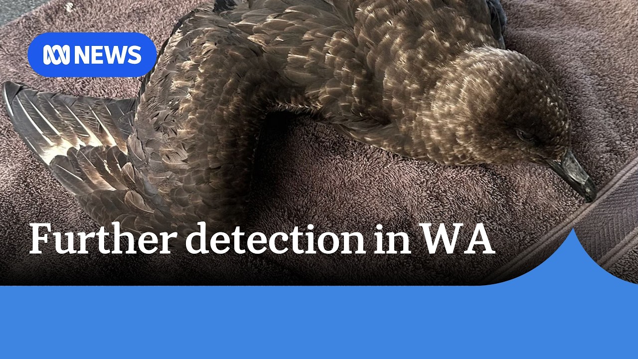 Another suspected H5 bird flu case detected in WA | ABC NEWS