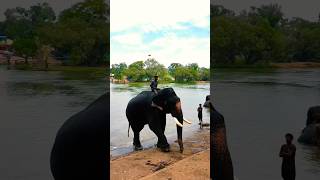 Download lagu DUBARE ELEPHANT CAMP COORG mp3 Download lagu DUBARE ELEPHANT CAMP COORG mp3