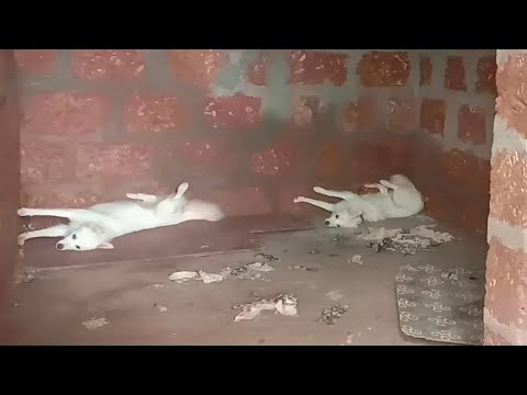 #funny two Pom dogs # watch till end # funny fight