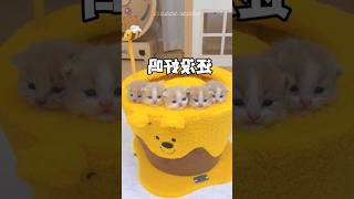 Download lagu The funny reaction of my pet when he was put in a honey pot 😆🍯 #shorts #cat mp3 Download lagu The funny reaction of my pet when he was put in a honey pot 😆🍯 #shorts #cat mp3