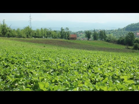 Holandska iskustva u proizvodnji srpske jagode