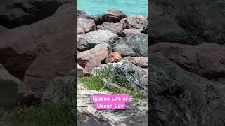 Ocean Cay Marine Reserve: Iguanas vs Humans  #iguana #travel #msc #cruise
