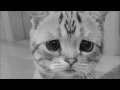Bohemian Catsody