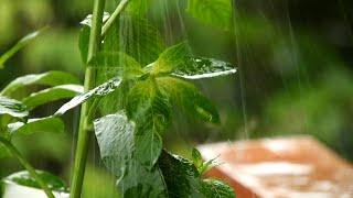 Download lagu [Download] Suara Hujan relax No CopyRight mp3