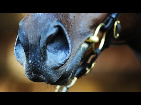 2017 Gold Coast National Yearling Sale Day 2