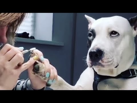 Des chiens comiques qui méritent un oscar Vidéos d'animaux les plus drôles