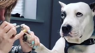 Miniature vidéo