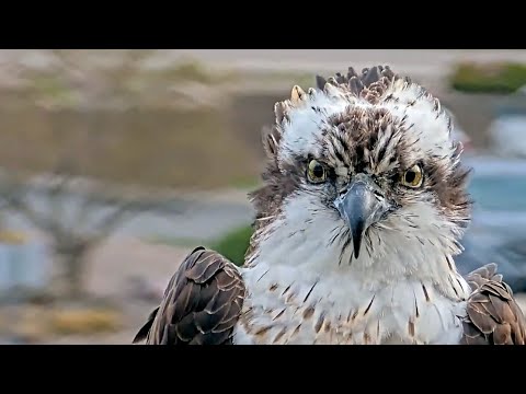 Iris Returns! Hellgate Osprey Matriarch Arrives for 2025 on April 7 | Cornell Lab