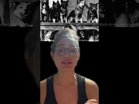 The True History of Balto