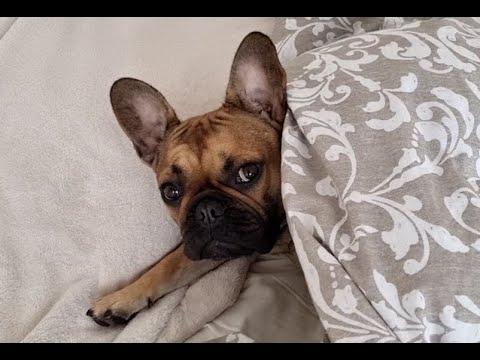Happy Birthday, Ubi | French bulldog celebrates her...