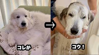 祖父母にお風呂でもみくちゃに洗濯される超大型犬【重労働編】