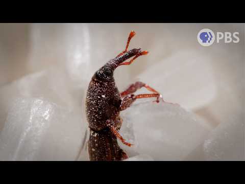 Thumbnail for This Weevil Was Born in Your Rice and It’s Hungry | Deep Look