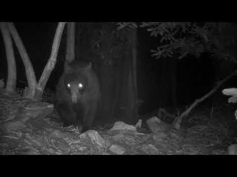 download lagu mp3 mp4 Black Bear Bbq Asheville Menu, download lagu Black Bear Bbq Asheville Menu gratis, unduh video klip Black Bear Bbq Asheville Menu