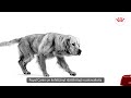 Royal Canin auksaspalvis retriveris suaugęs 12kg
