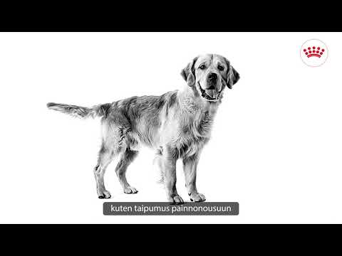 Royal Canin auksaspalvis retriveris suaugęs 12kg video