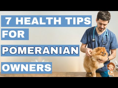 Ultimate Guide: 7 Health Tips for Pomeranian Parents!