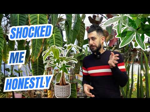 You Have Seen This Plant Everywhere 🌿 My 5 Year Pachira aquatica Review