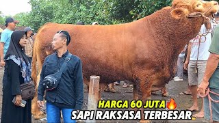 Download lagu BRINGING A GIANT COW WORTH 60 MILLION, IMMEDIATELY BLOCKED BY A FEMALE BUTCHMAN❗️🔥 mp3