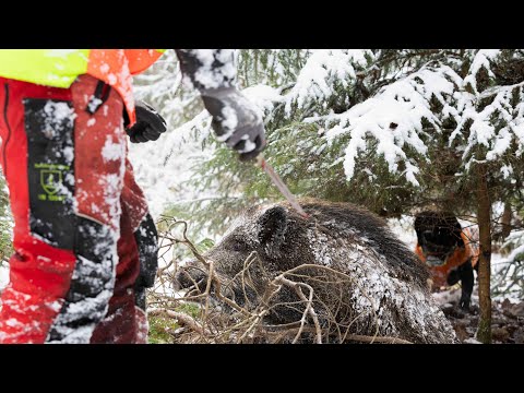 ATTENTION, BIG SAU accepts beaters? Driven Hunt of the Year at the Hunter Brothers (DJI Mavic 3 T...
