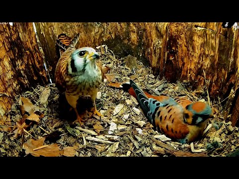 American Kestrels Have A Chat As Female Returns For Incubation – May 8, 2025