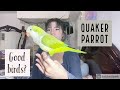 Guide to owning a Quaker Parrot/Monk Parakeet: What its like