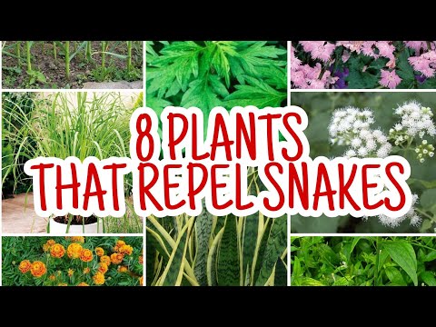 YouTube video about: Does mint plant attract snakes?