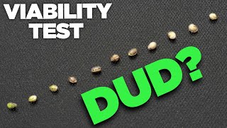 Germination Fail? Cannabis Seed Viability Testing - No Green or White Zone