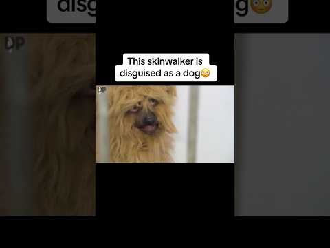 This skinwalker is disguised as a dog😳 #shorts