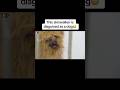 This Skinwalker Is Disguised As A Dog Shorts