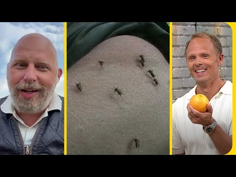 Här är frukten som myggen skyr | Nyhetsmorgon | TV4 & TV4 Play