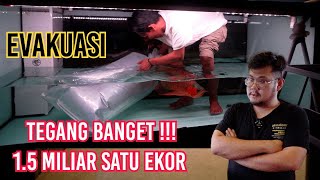 TEGANG BANGET‼️EVAKUASI IKAN PREDATOR 1,5 MILIAR - ARWANA SUPER RED F2 KUMPAY - PENUH RESIKO