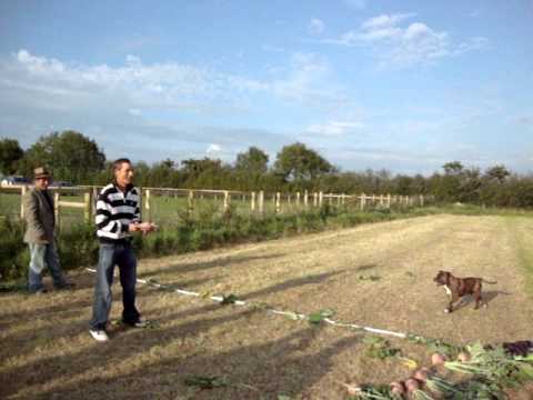 swede chucking triss