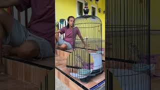 Download lagu When the long-tailed shrike sings, it's really fun #birds #chirpingmania #qinarabanyuwangi mp3