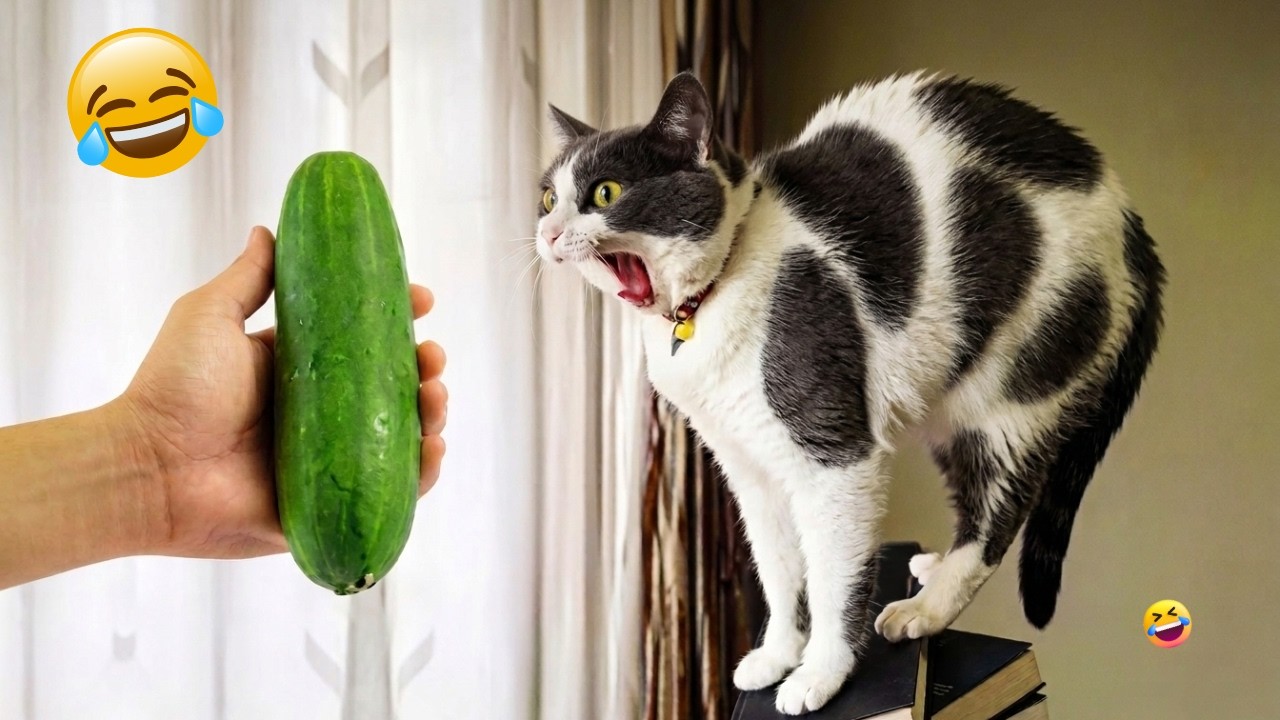Try Not To Laugh Challenge 😹 Funniest Cats on the Internet 😂