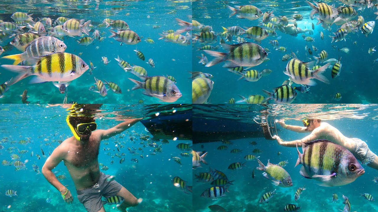 Experience Snorkeling at Loh Samah Bay with this video.