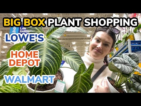 $1-$7 Plants! Big Box Plant Shopping - Lowe's, Home Depot, & Walmart Plants - Plant Shop With Me