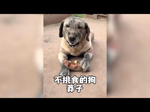 這隻拉布拉多竟是「素食主義者」！不吃肉只愛吃蔬果，飼養最省錢的奇特日常 #狗狗 #拉布拉多 #乾飯狗 #莽子 #動物故事