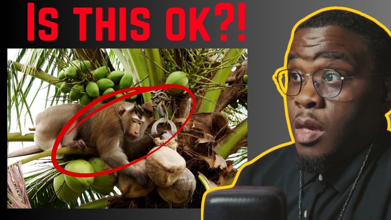 Monkeys Are Picking Coconuts in Thailand… Is This OK?