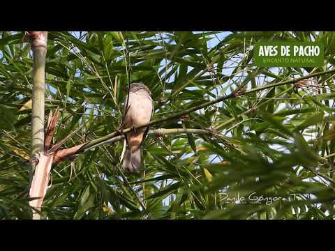 Tanečník sivý (Saltator coerulescens) — video o speve a chove