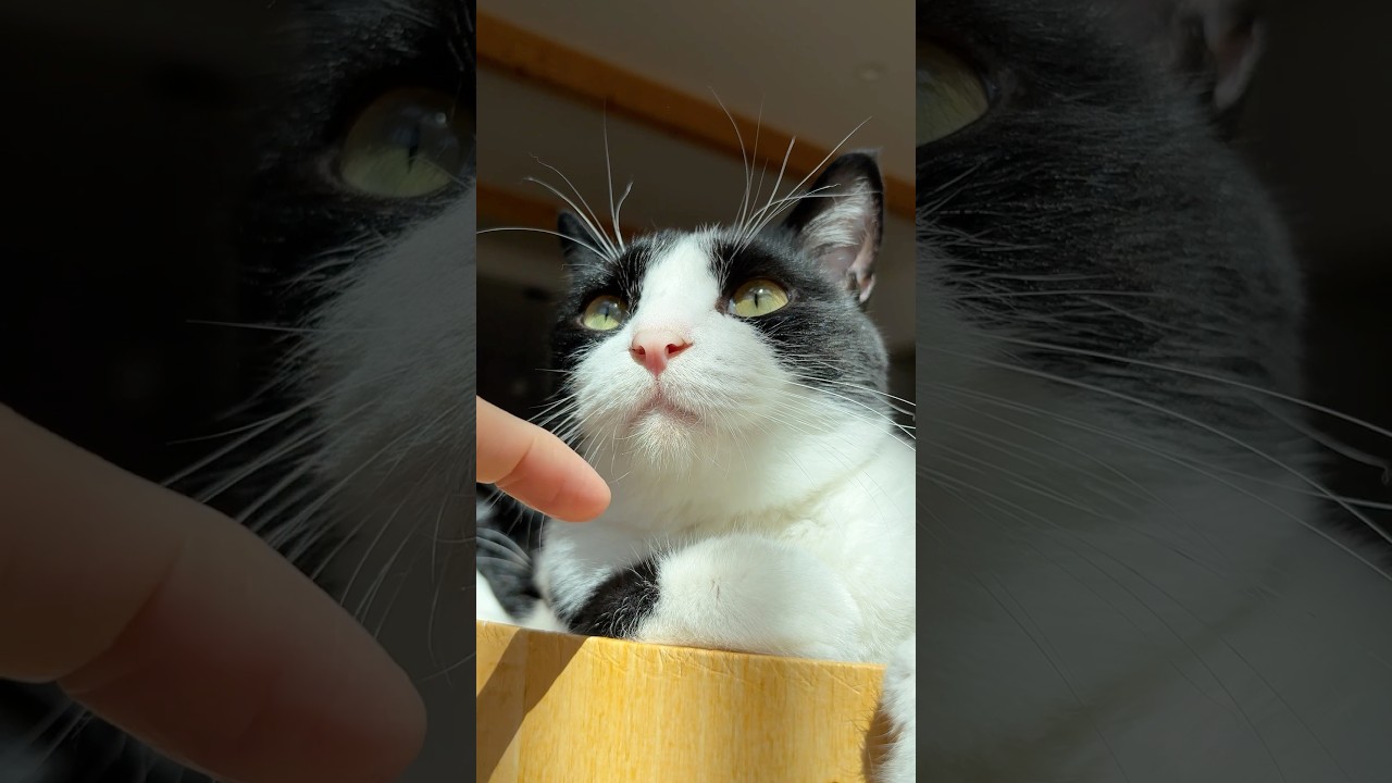 ぽかぽかまったりタイム #猫 #cat #かわいい