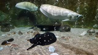 amazing sea animals #2