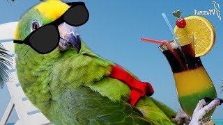 Как ухаживать за попугаями летом - часть 1