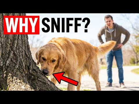 PSYCHOLOGY OF DOGS THAT SNIFF EVERYTHING