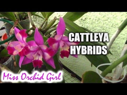 download lagu mp3 mp4 Cattleya Hybrid, download lagu Cattleya Hybrid gratis, unduh video klip Cattleya Hybrid