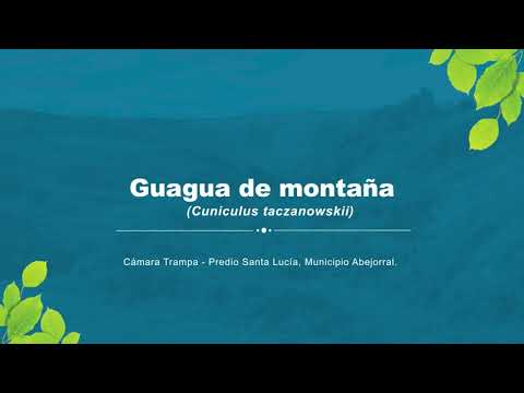 Paka horská (Cuniculus taczanowskii) — Guagua de montaña
