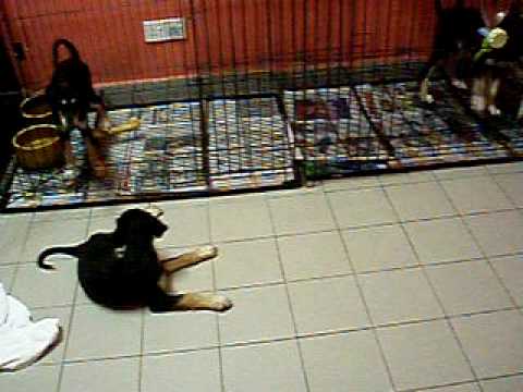 Najwa's Growing Pups